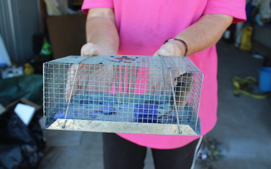 War on mice is ramped up