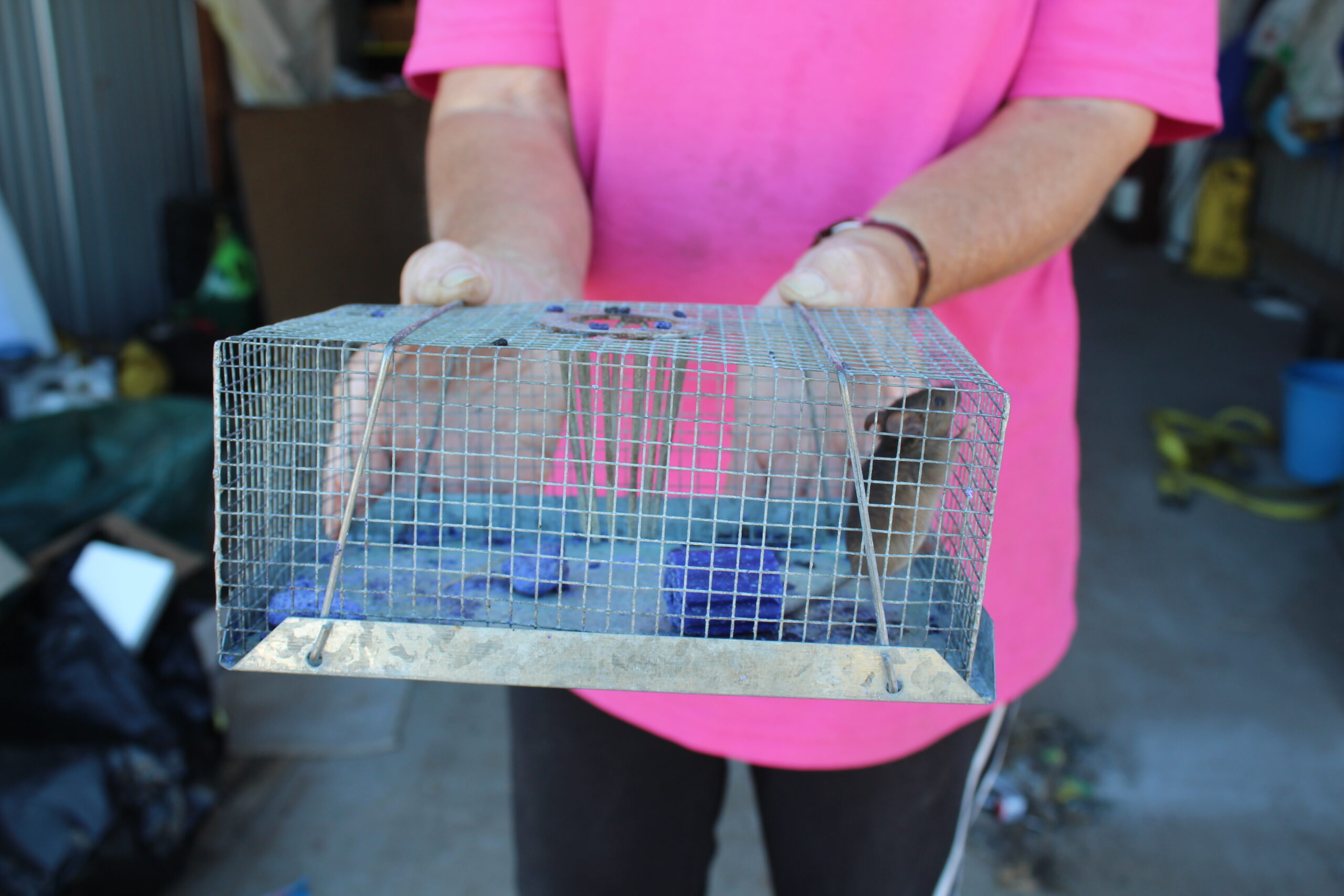 War on mice is ramped up