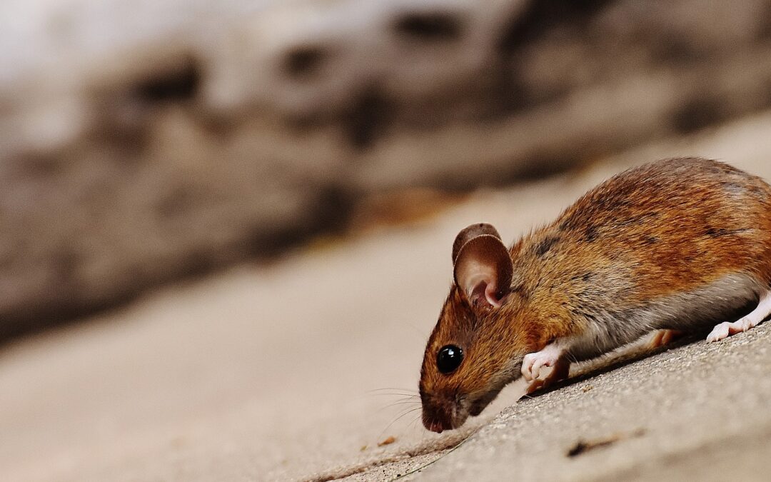 Farmers call for more support to battle mouse plague