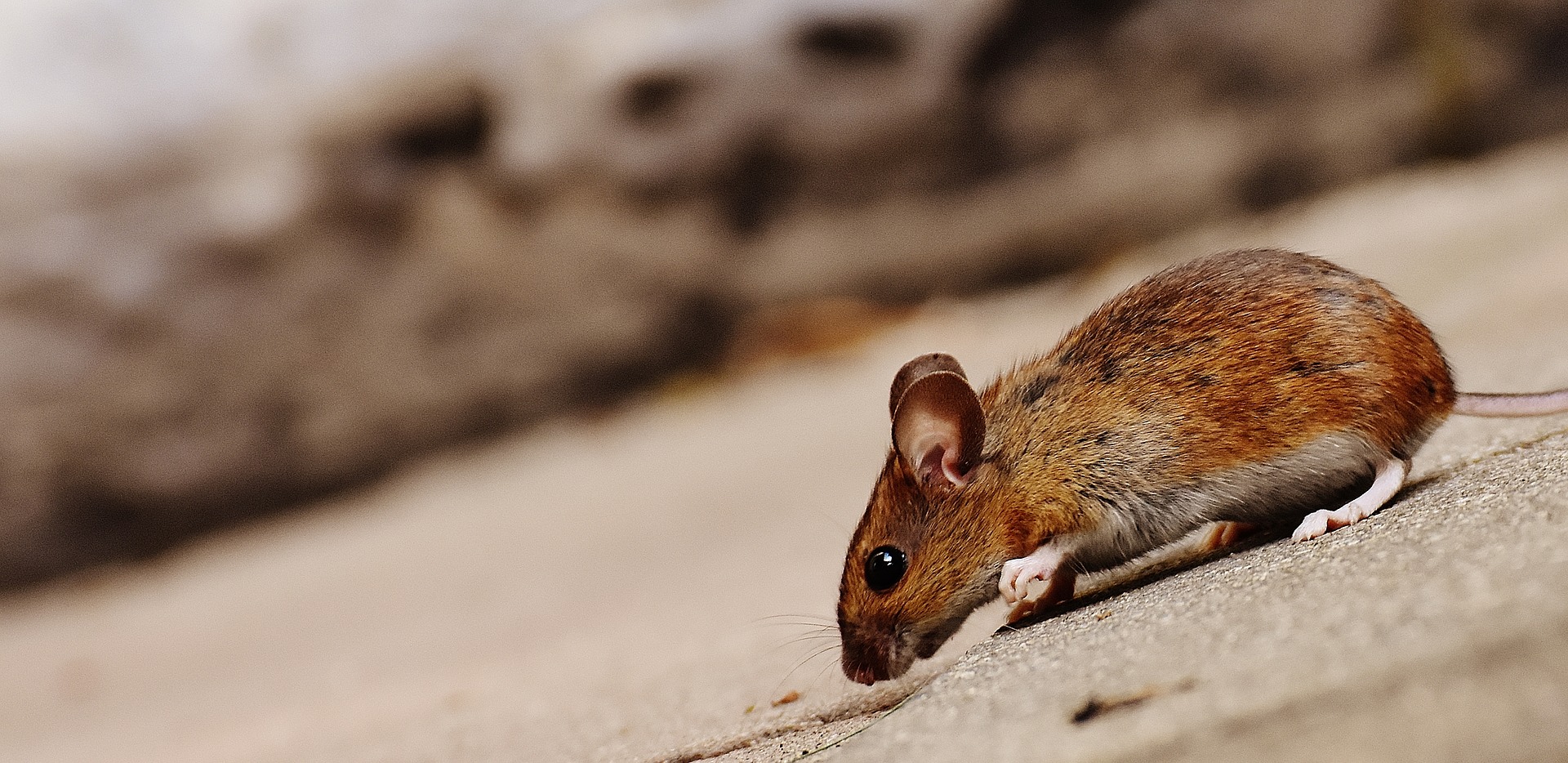 Farmers call for more support to battle mouse plague