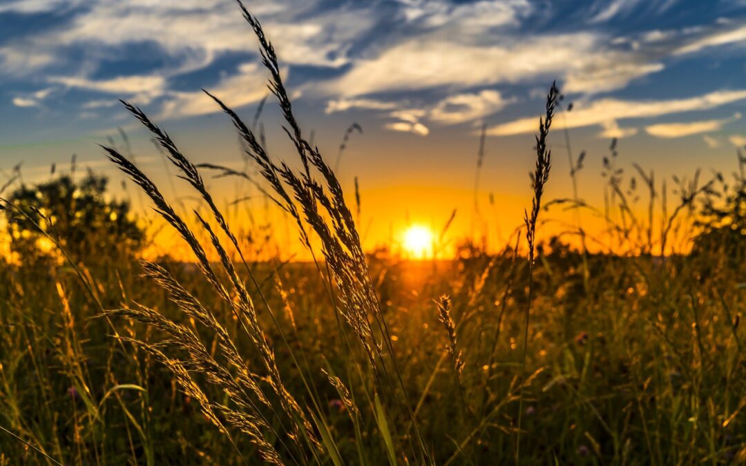 Application lodged for solar farm at Newell Highway site