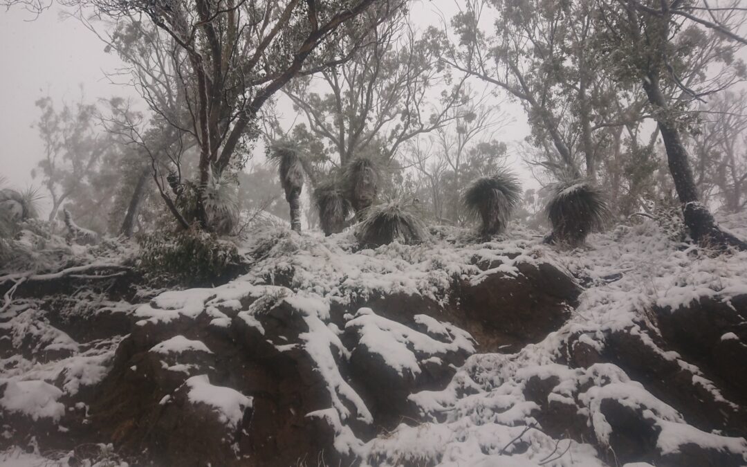 Snow at Mt Kaputar | PHOTOS
