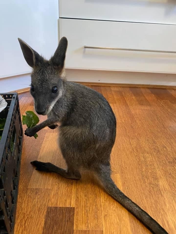 Elsie - a swamp wallaby caught eating baby spinach.