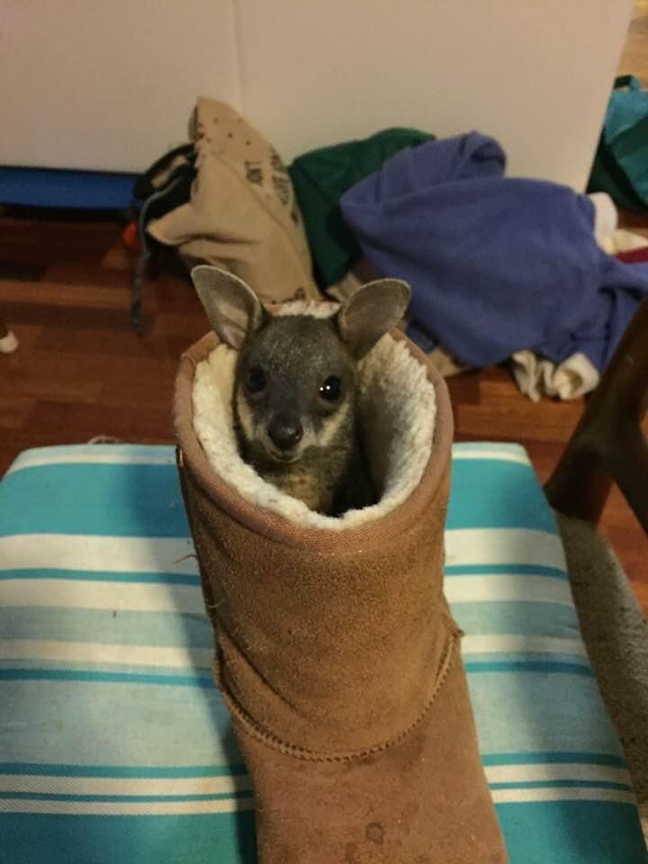 Houdini a baby swamp wallaby - always looking for a hiding spot.