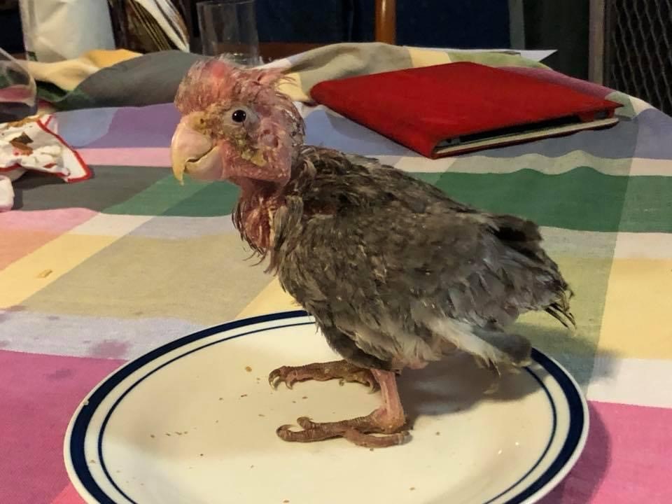 Marshmallow the galah when he first came into care.