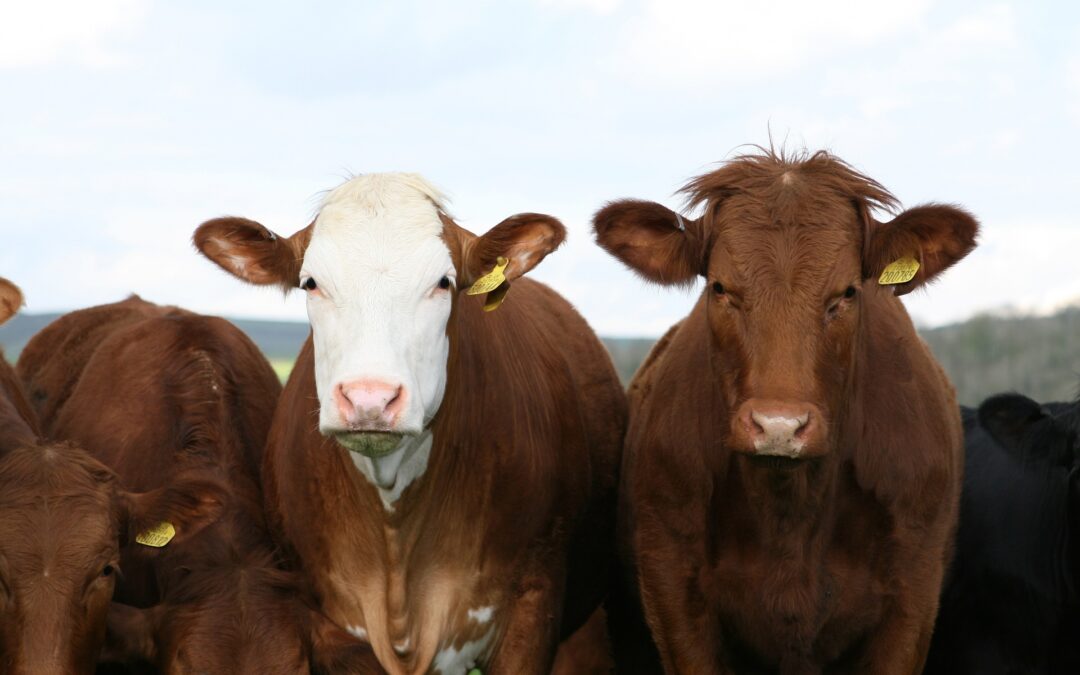 A ‘plus’ for farmers in new UK-Australia trade deal