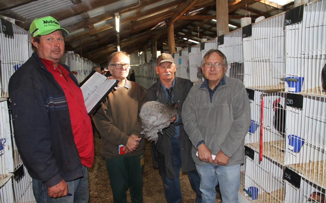 Record entries for Narrabri Poultry Show | PHOTOS