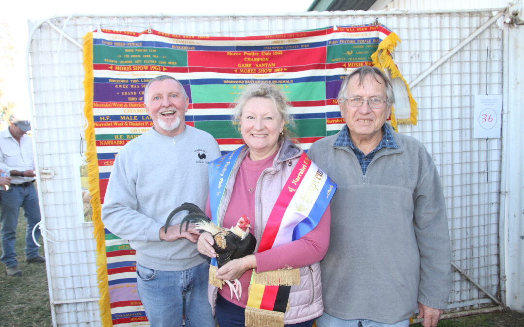 Pedigree poultry meet the judges at Narrabri show