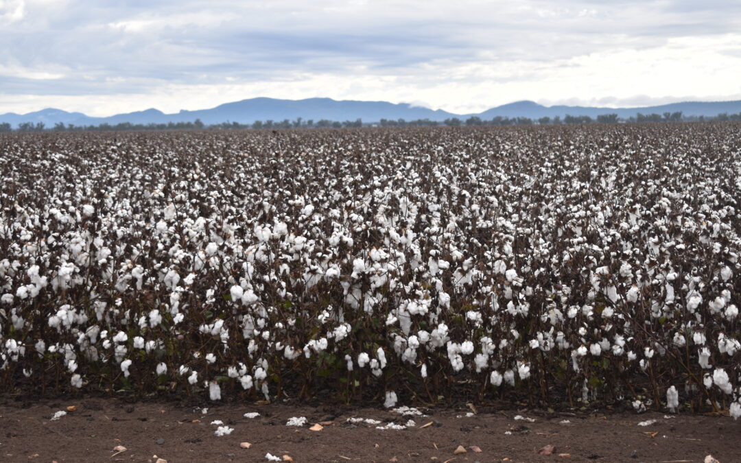 NSW ban on genetically modified crops lifted