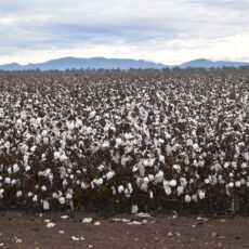 Positive cotton report card