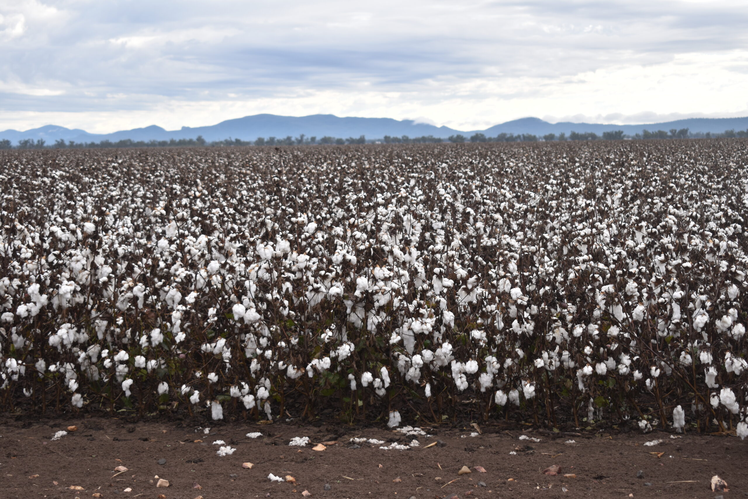 NSW ban on genetically modified crops lifted