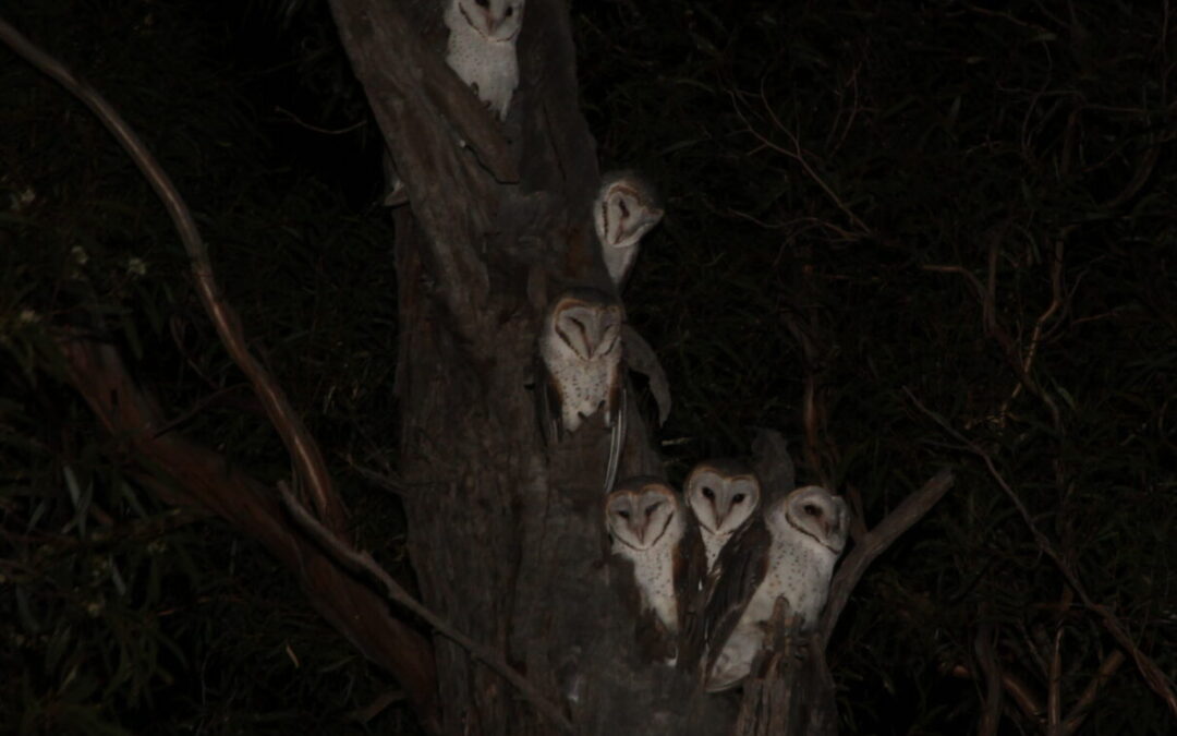 Parliament’s sitting … what a hoot!