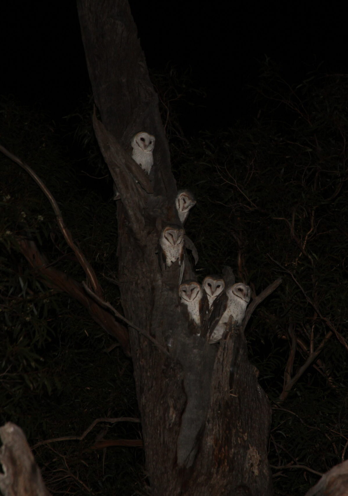 Parliament’s sitting … what a hoot!