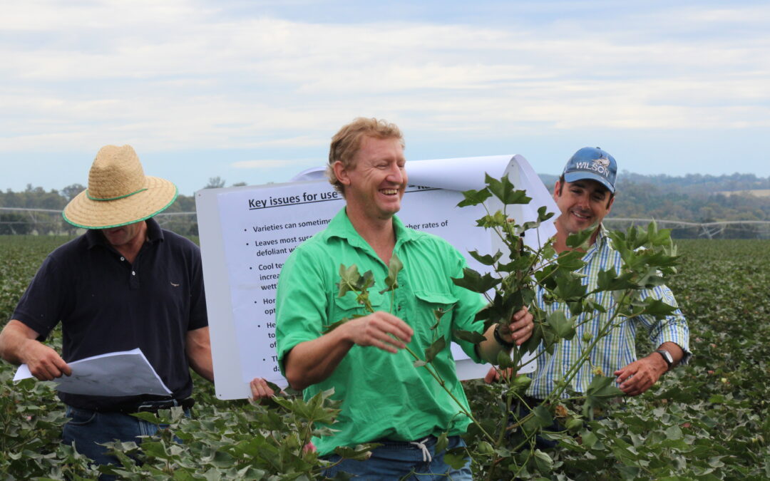 Local short-listed among cream of the (cotton) crop