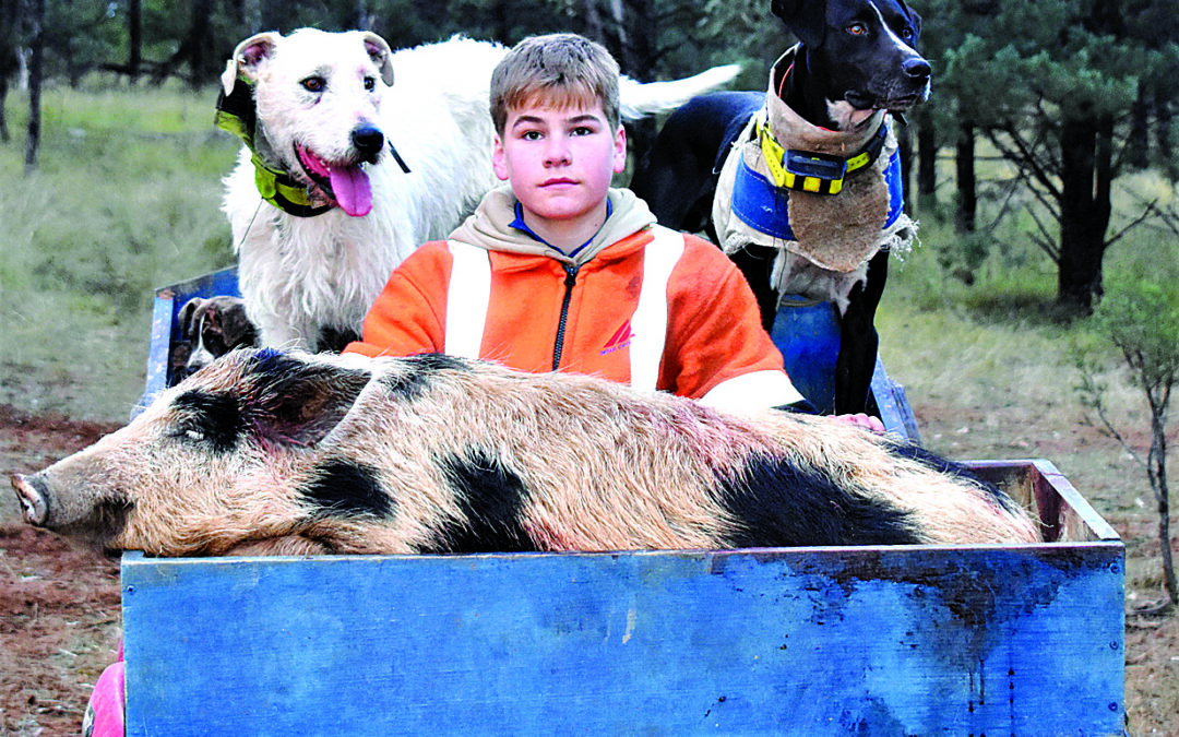 Feral pig control can help farmers’ hip pockets