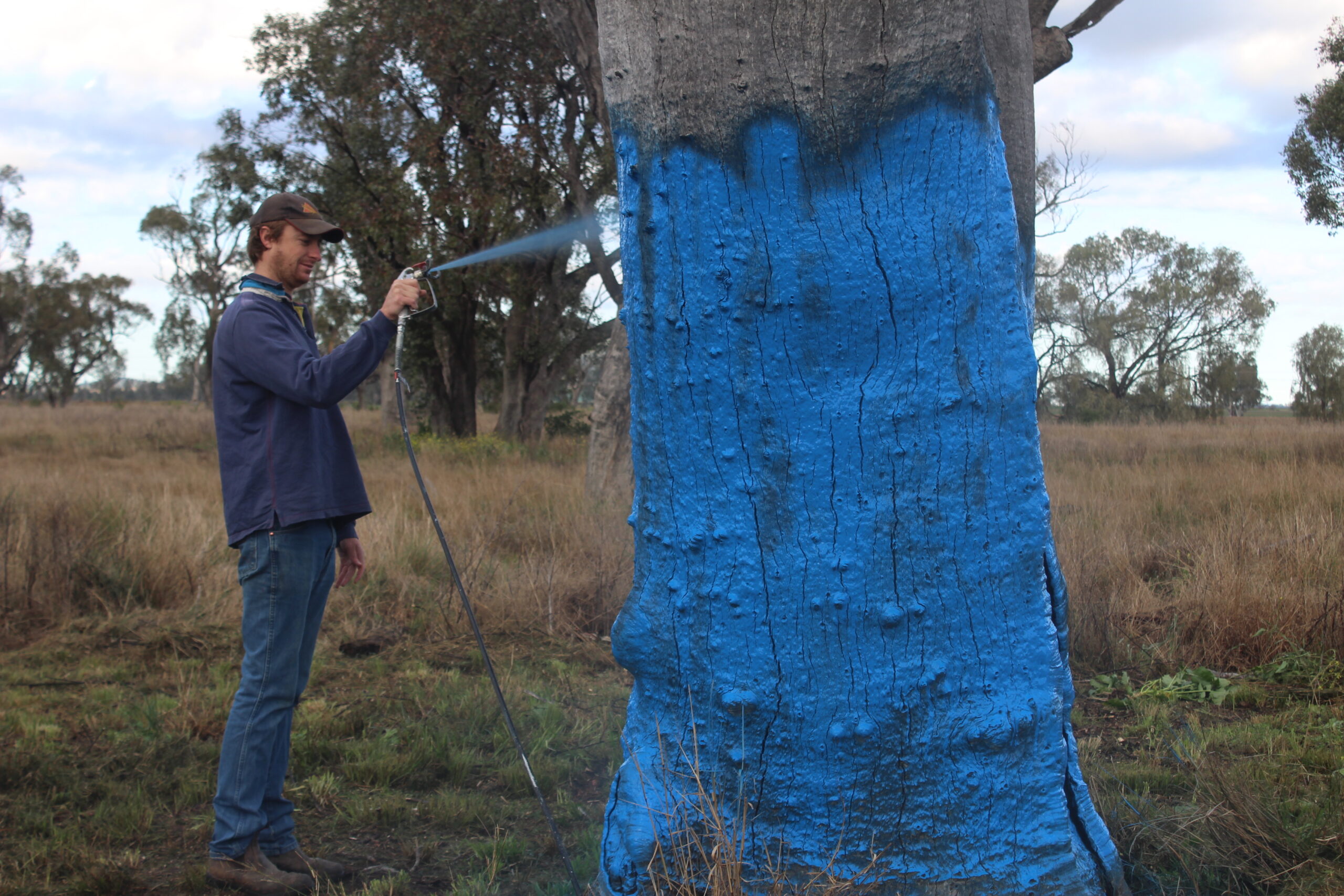 Sam Conway spray painting the tree.