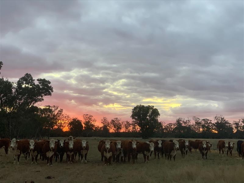 An image from Axel Currey’s photo essay capturing sunsets on farm.