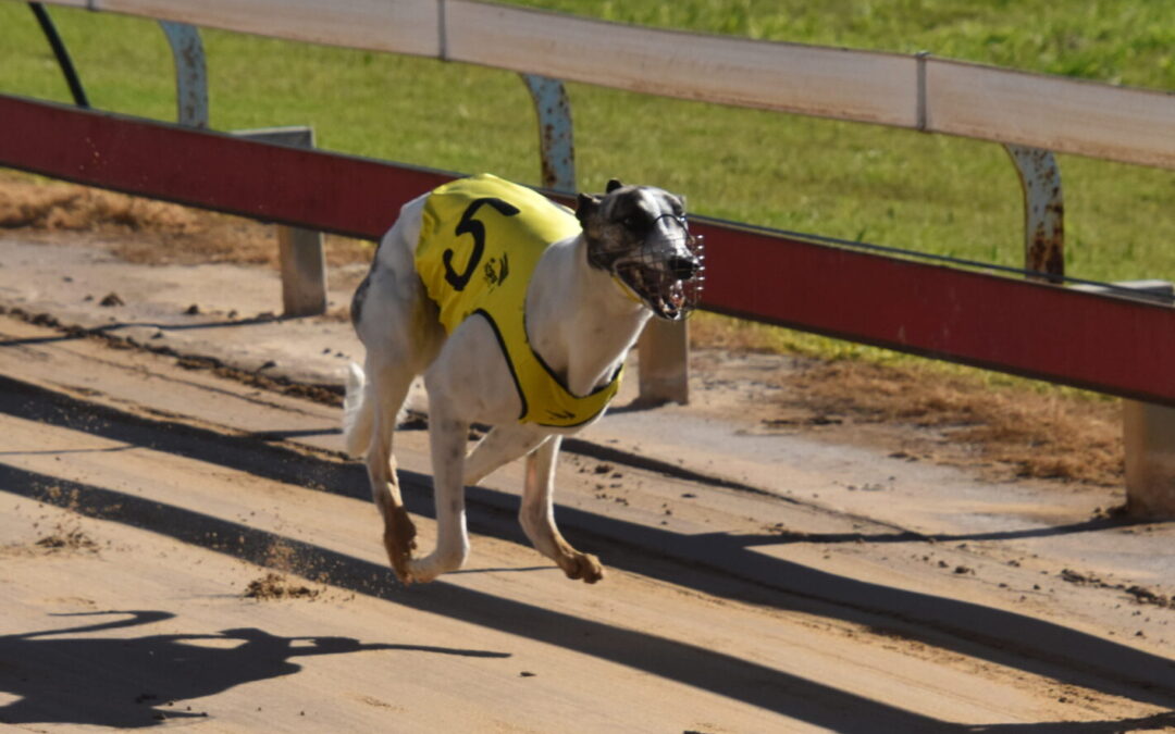 Narrabri Shire-trained greyhounds impress at Gunnedah TAB meeting