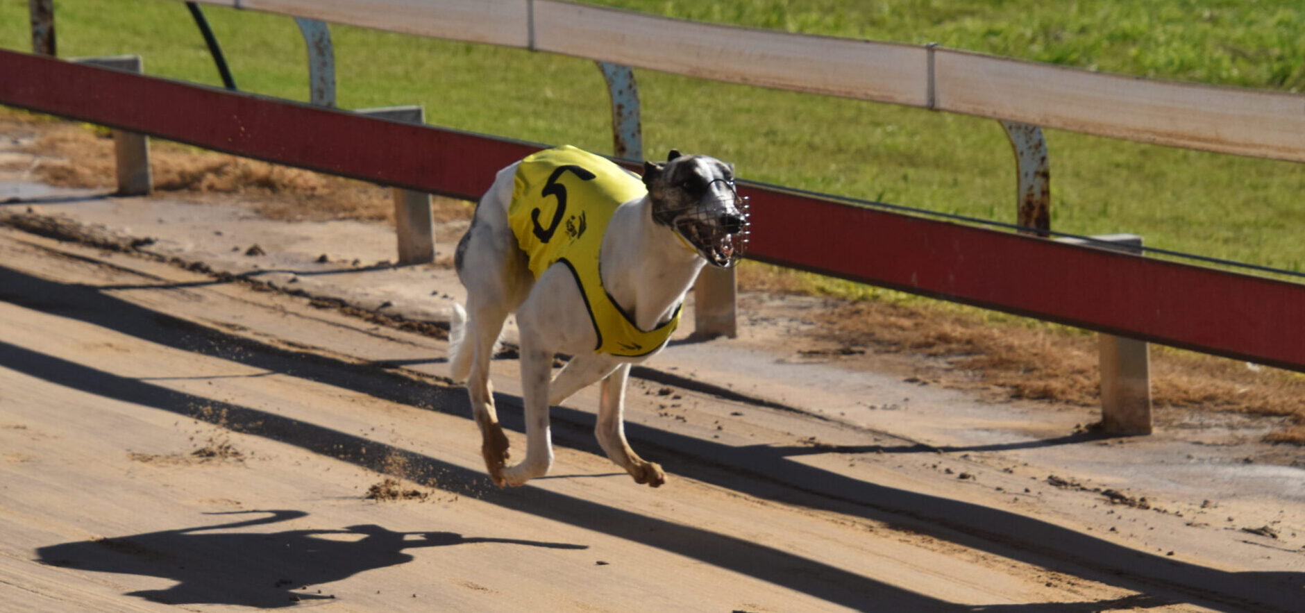 Narrabri Shire-trained greyhounds impress at Gunnedah TAB meeting