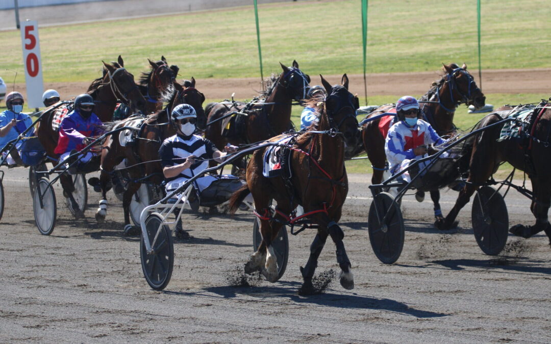 Narrabri pacer Killara Insanity races to victory in Tamworth