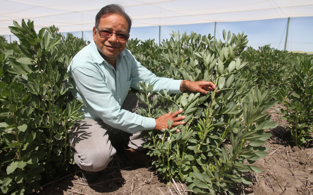 Superior, new variety of faba bean developed in Narrabri
