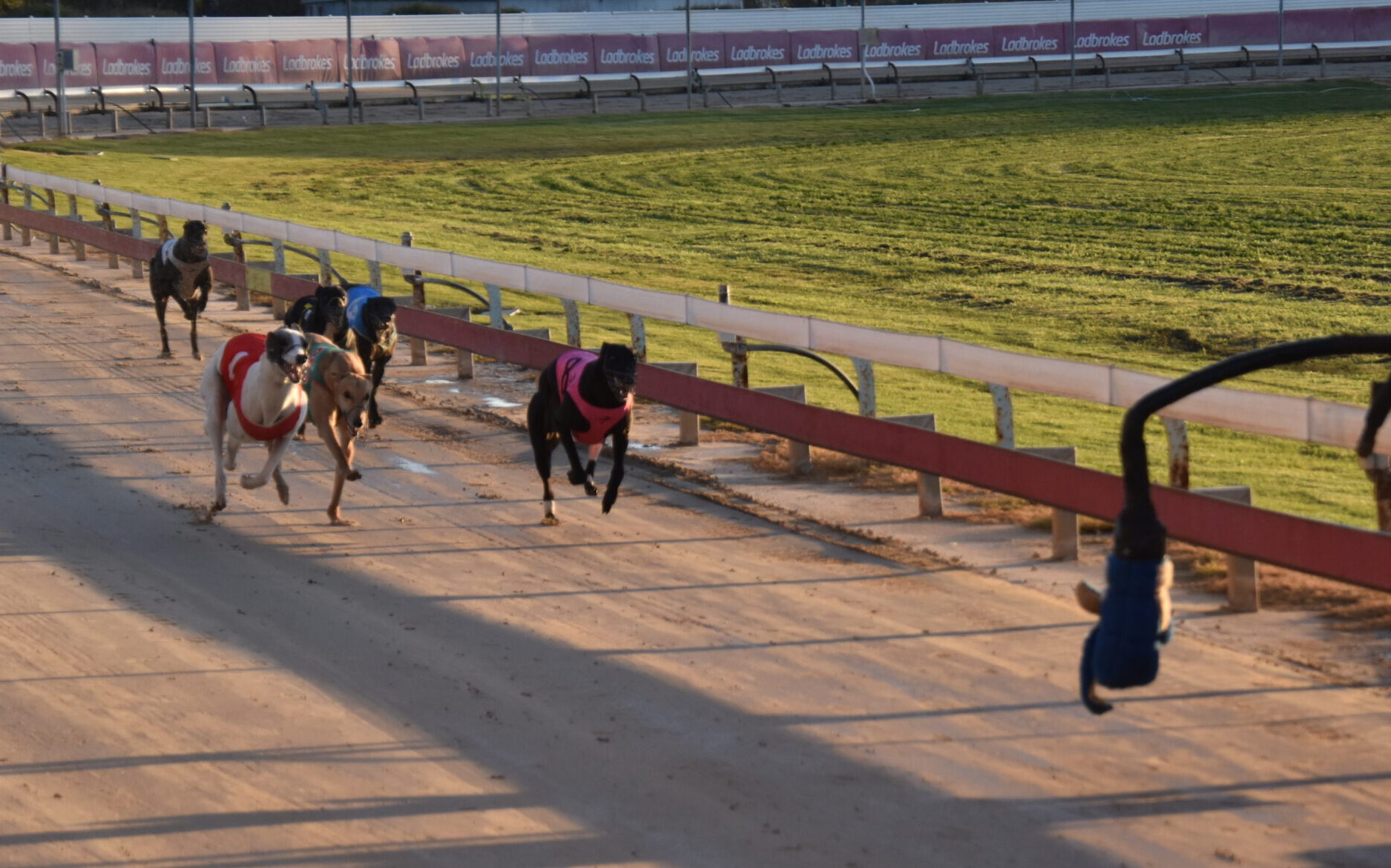Trio of Narrabri Shire greyhounds race to top three finishes in Gunnedah