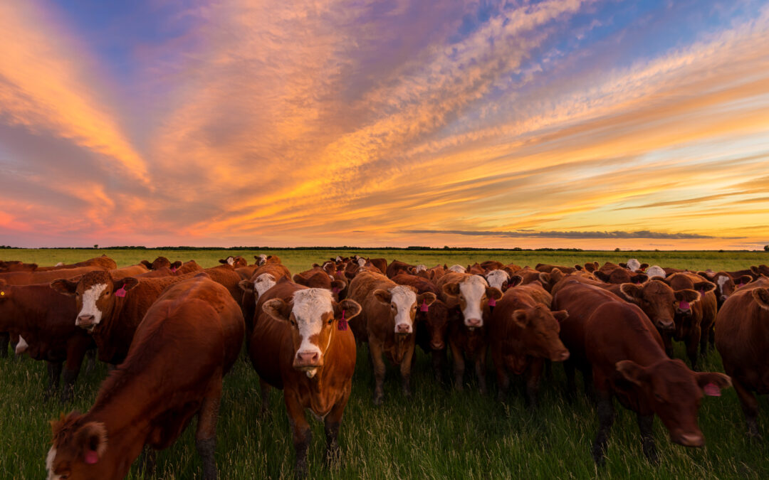 Cattle farmers spring into a great season