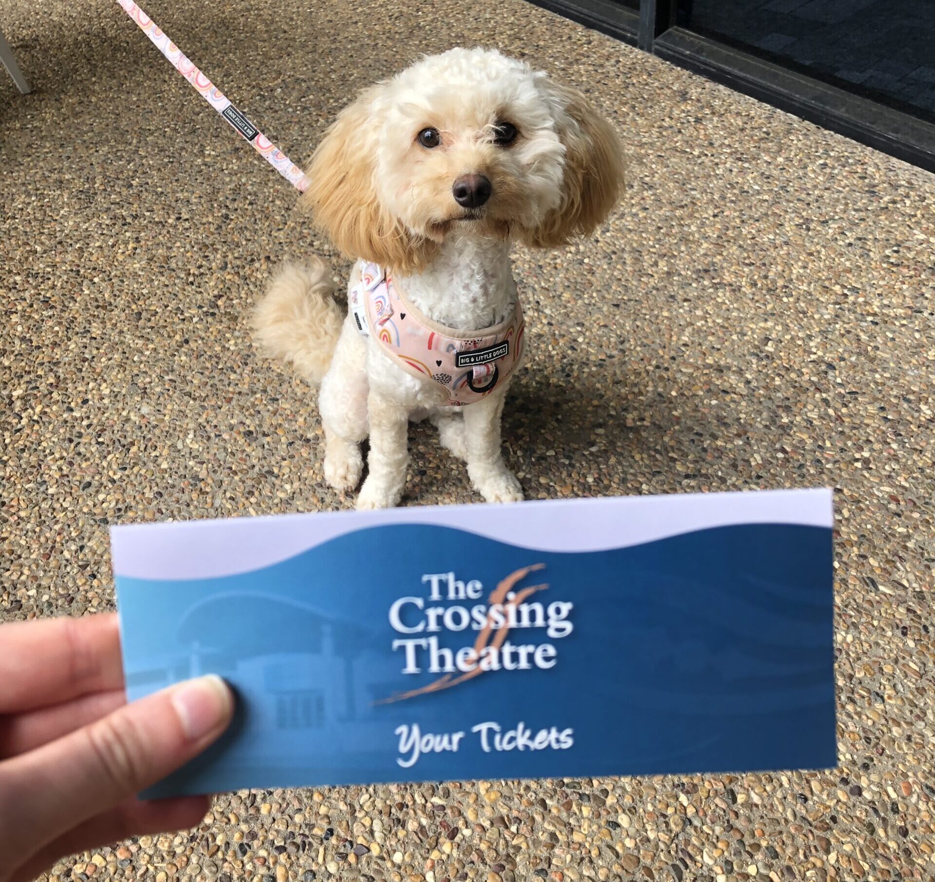 Jane and Caramel received two movie vouchers for The Crossing Theatre, as a thank you for being the first pet to visit the café.