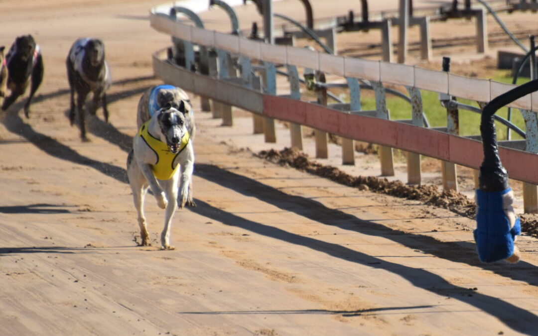 Bellata bullet wins again in Gunnedah for Kevin Campbell