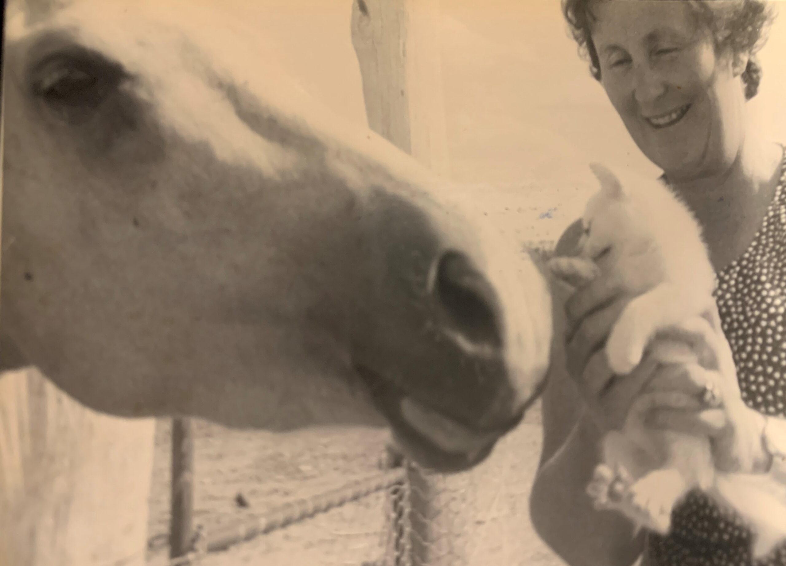 Jan’s inherent love of horses meant she bred many foals with quiet temperaments which became much-loved Pony Club ponies in the district.