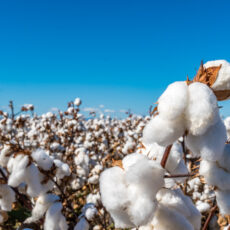 ‘Exceptional’ cotton quality as picking nears competition