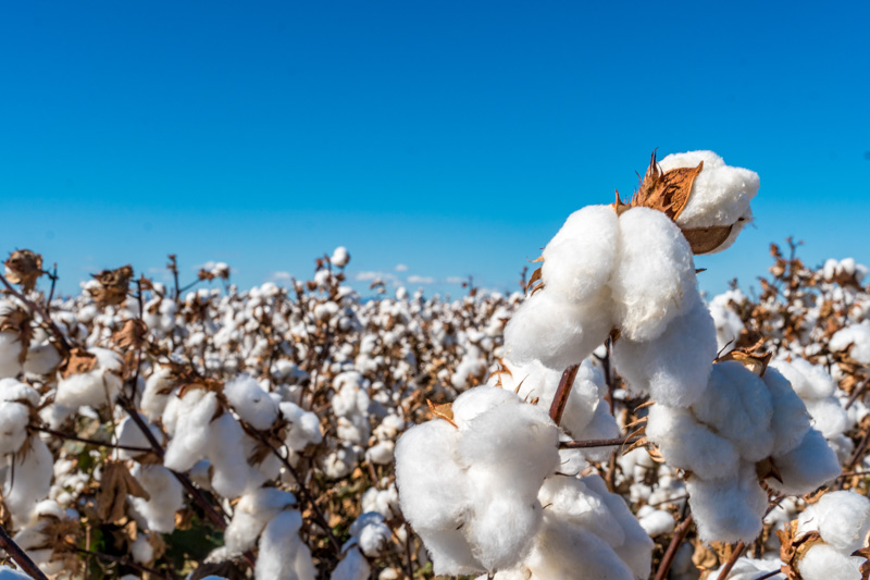 ‘Exceptional’ cotton quality as picking nears competition