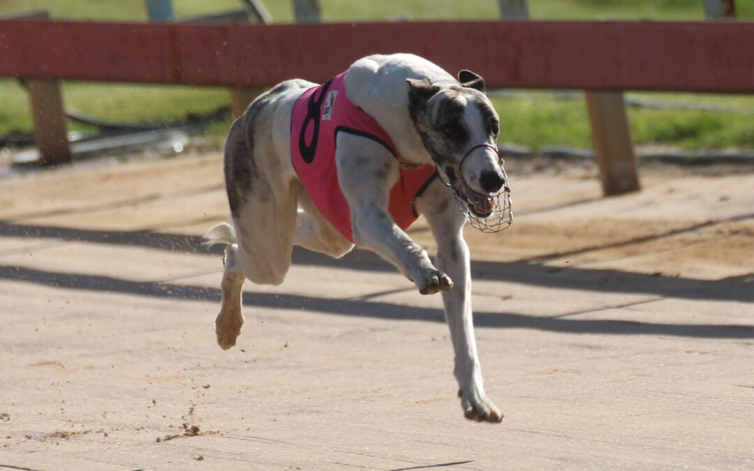 Lagoon Dark Eyes races to sixth consecutive win in Gunnedah