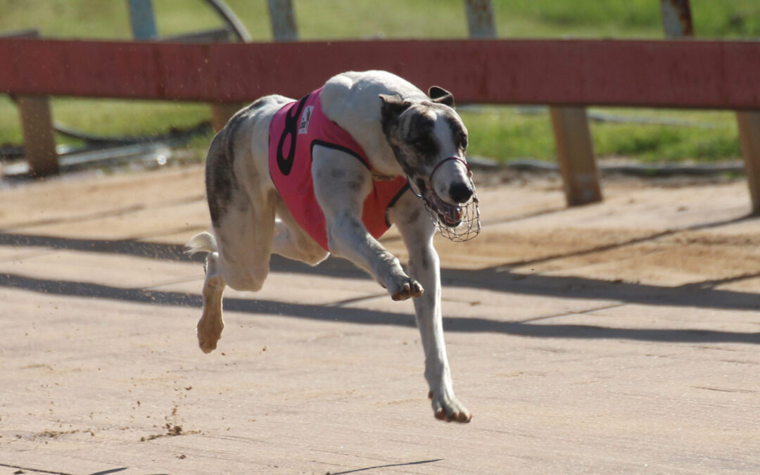 Bellata bullet Lagoon Dark Eyes races to fifth consecutive victory in Gunnedah