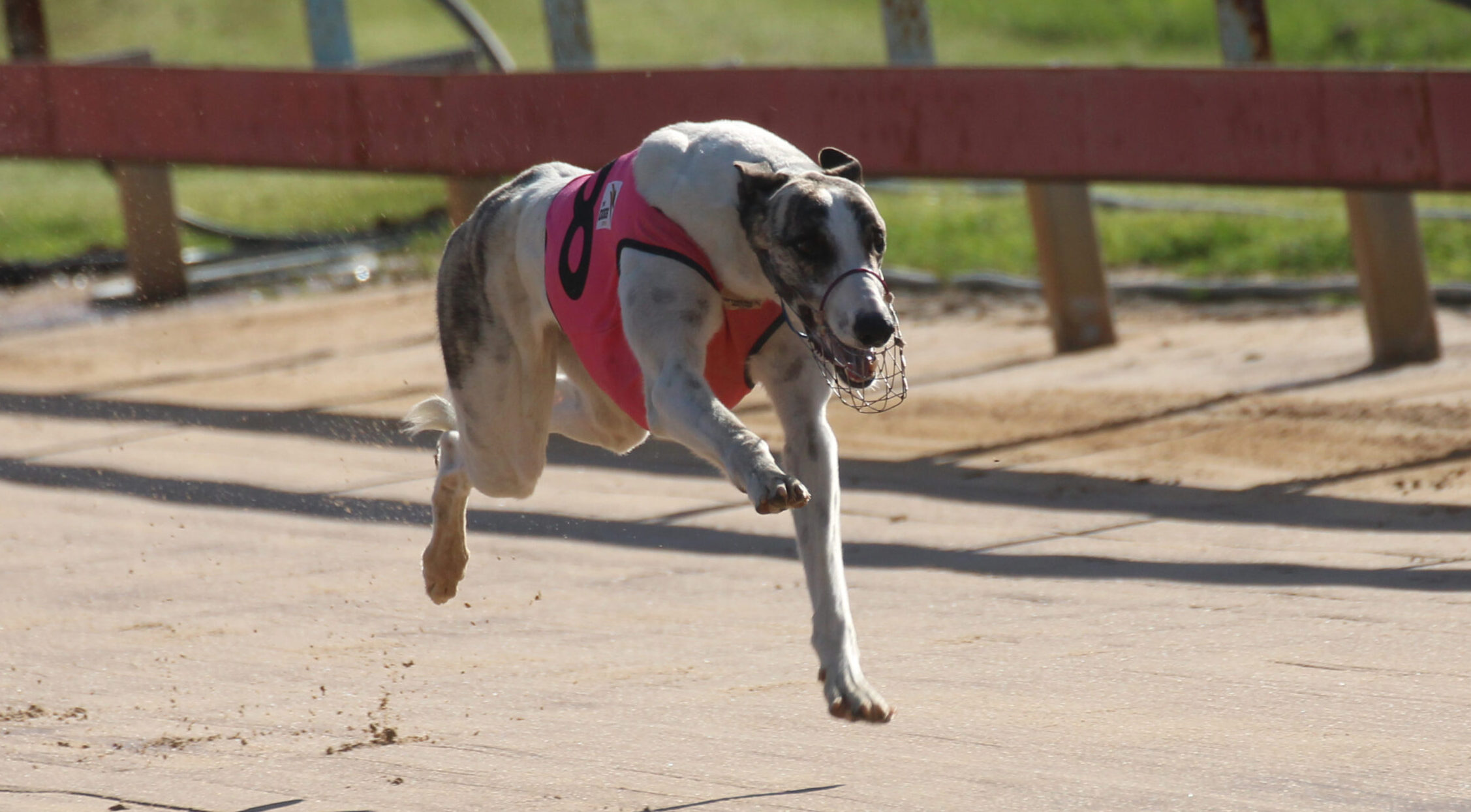 Bellata bullet Lagoon Dark Eyes races to fifth consecutive victory in Gunnedah