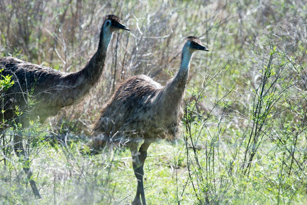 Some of the more than 150 birds spotted across the Narrabri Shire by Port Macquarie’s Hastings Bird Watchers. Photos: Chris Nixon.