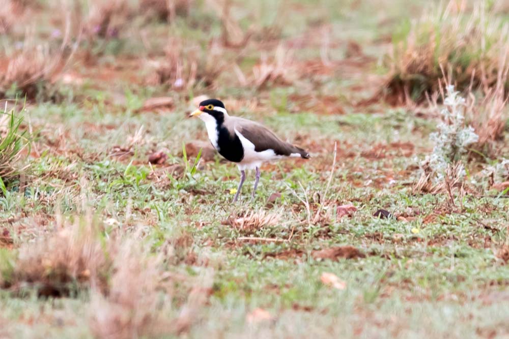 Some of the more than 150 birds spotted across the Narrabri Shire by Port Macquarie’s Hastings Bird Watchers. Photos: Chris Nixon.