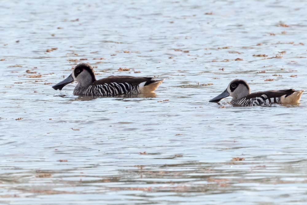 Some of the more than 150 birds spotted across the Narrabri Shire by Port Macquarie’s Hastings Bird Watchers. Photos: Chris Nixon.