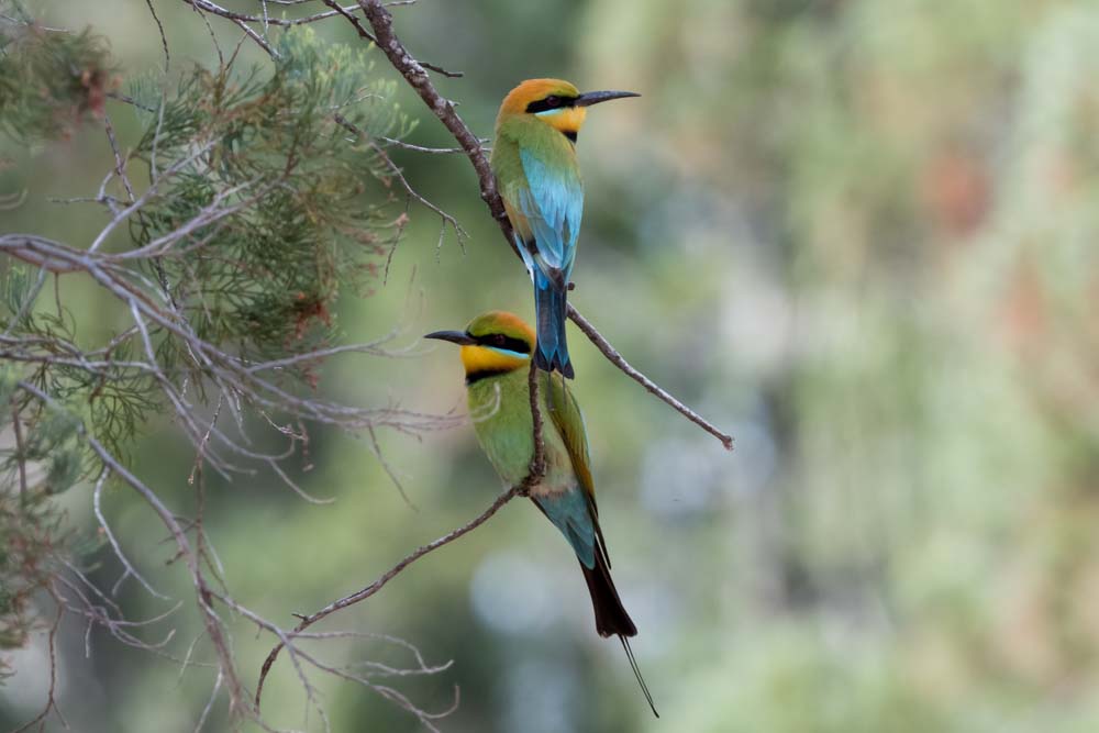 Some of the more than 150 birds spotted across the Narrabri Shire by Port Macquarie’s Hastings Bird Watchers. Photos: Chris Nixon.