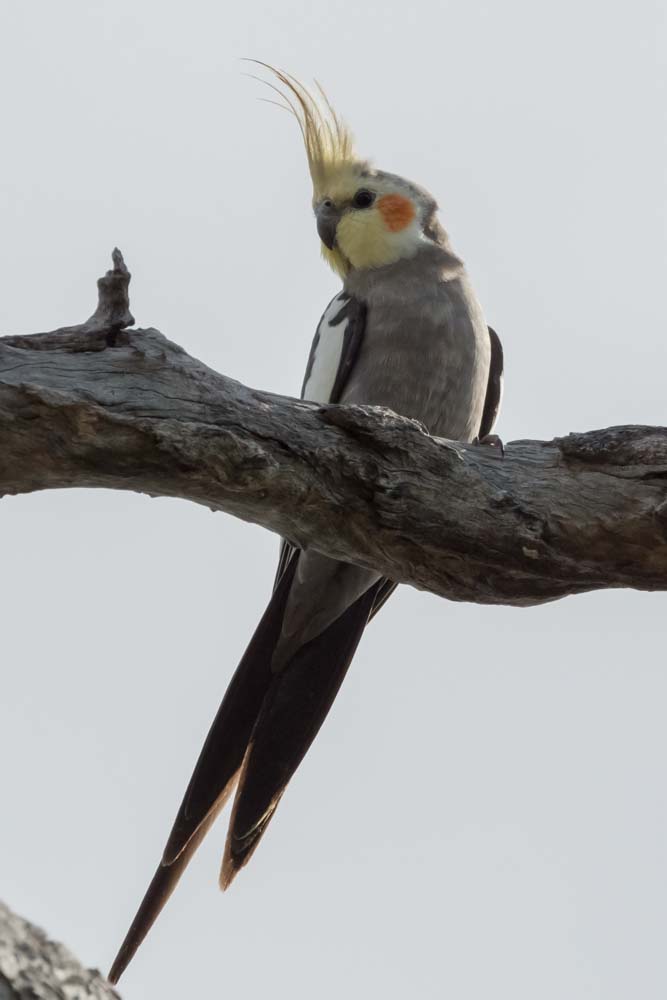 Some of the more than 150 birds spotted across the Narrabri Shire by Port Macquarie’s Hastings Bird Watchers. Photos: Chris Nixon.