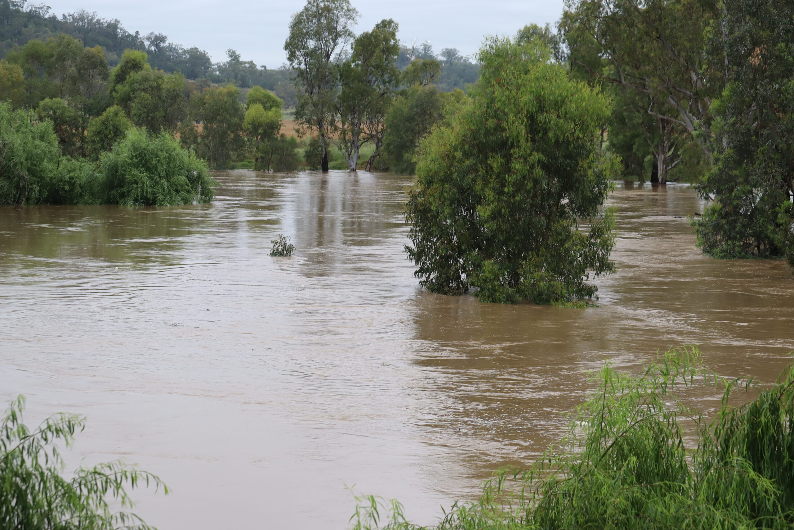 NAMOI RIVER AT BOGGABRI: This photograph of the swollen Namoi River, taken from the iron bridge, was captured early on Thursday morning. Photo: Noreen Boehm