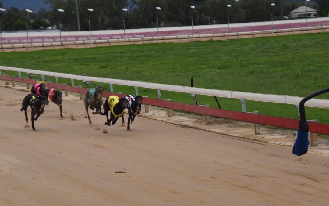 CLASSIC QUINELLA: Narrabri Shire greyhounds run first and second at Gunnedah meet