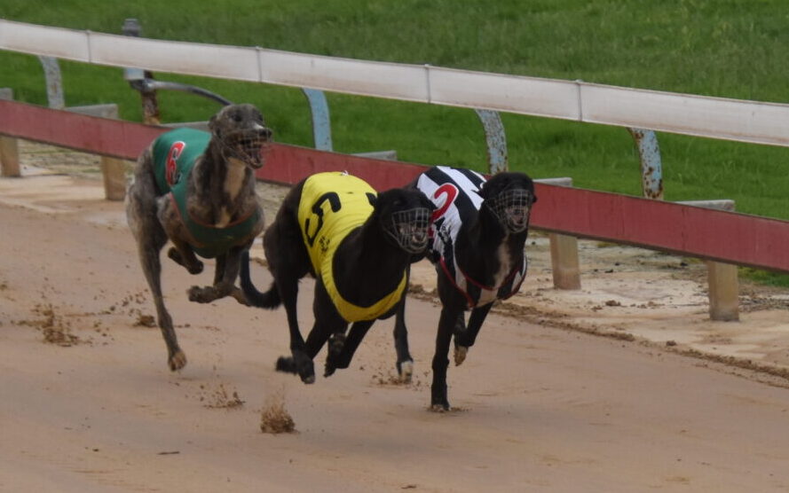CLASSIC QUINELLA: Narrabri Shire greyhounds run first and second at Gunnedah meet