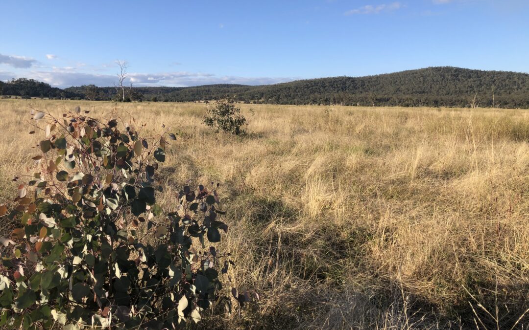 Maules Creek planting well underway