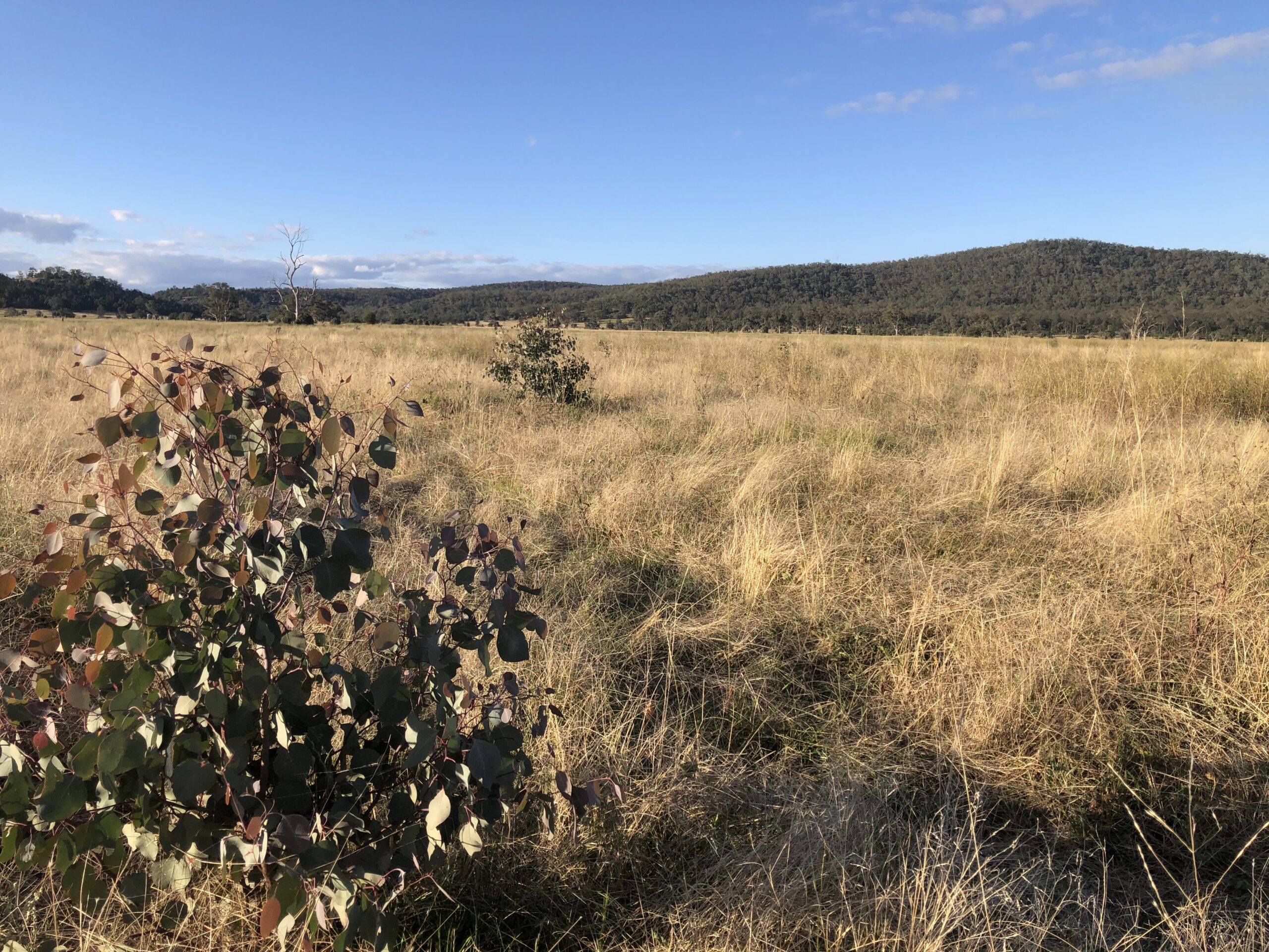 Maules Creek planting well underway