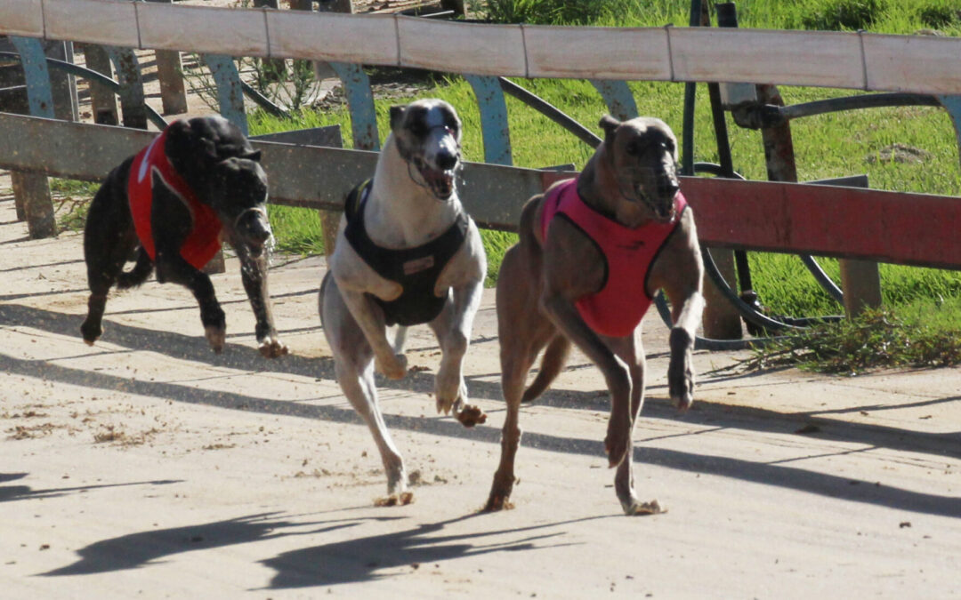Bellata greyhound Lagoon Dark Eyes places second in Armidale Cup final