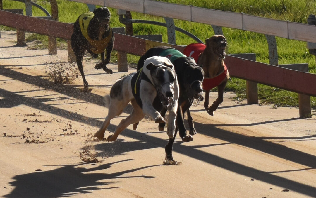 Bellata bullet Lagoon Dark Eyes qualifies for Armidale Cup with seventh straight win