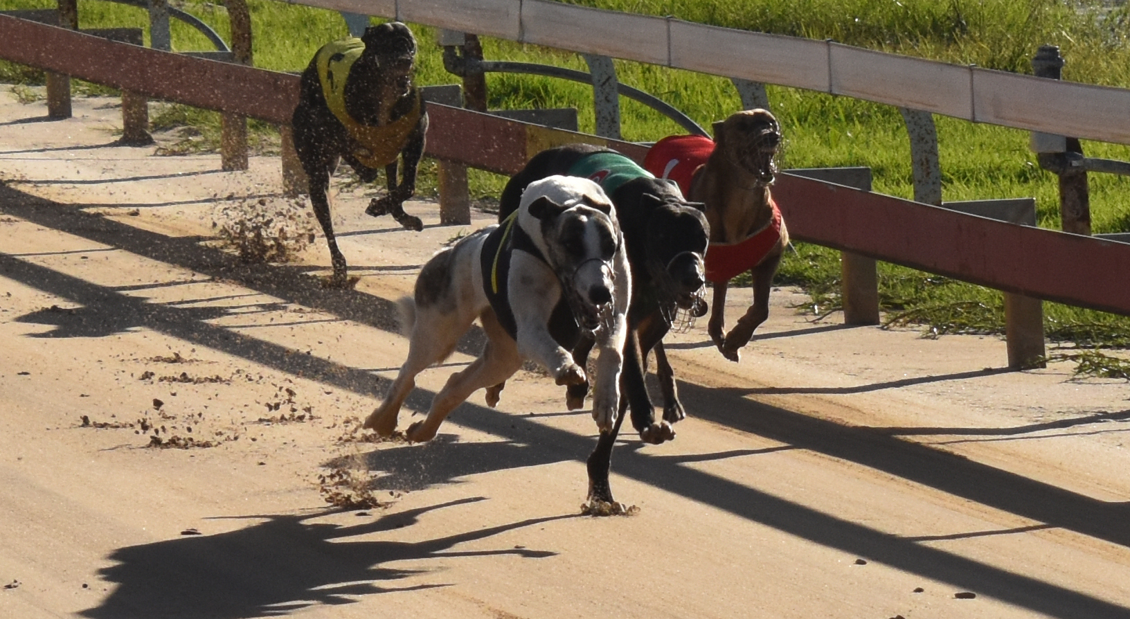 Bellata bullet Lagoon Dark Eyes qualifies for Armidale Cup with seventh straight win