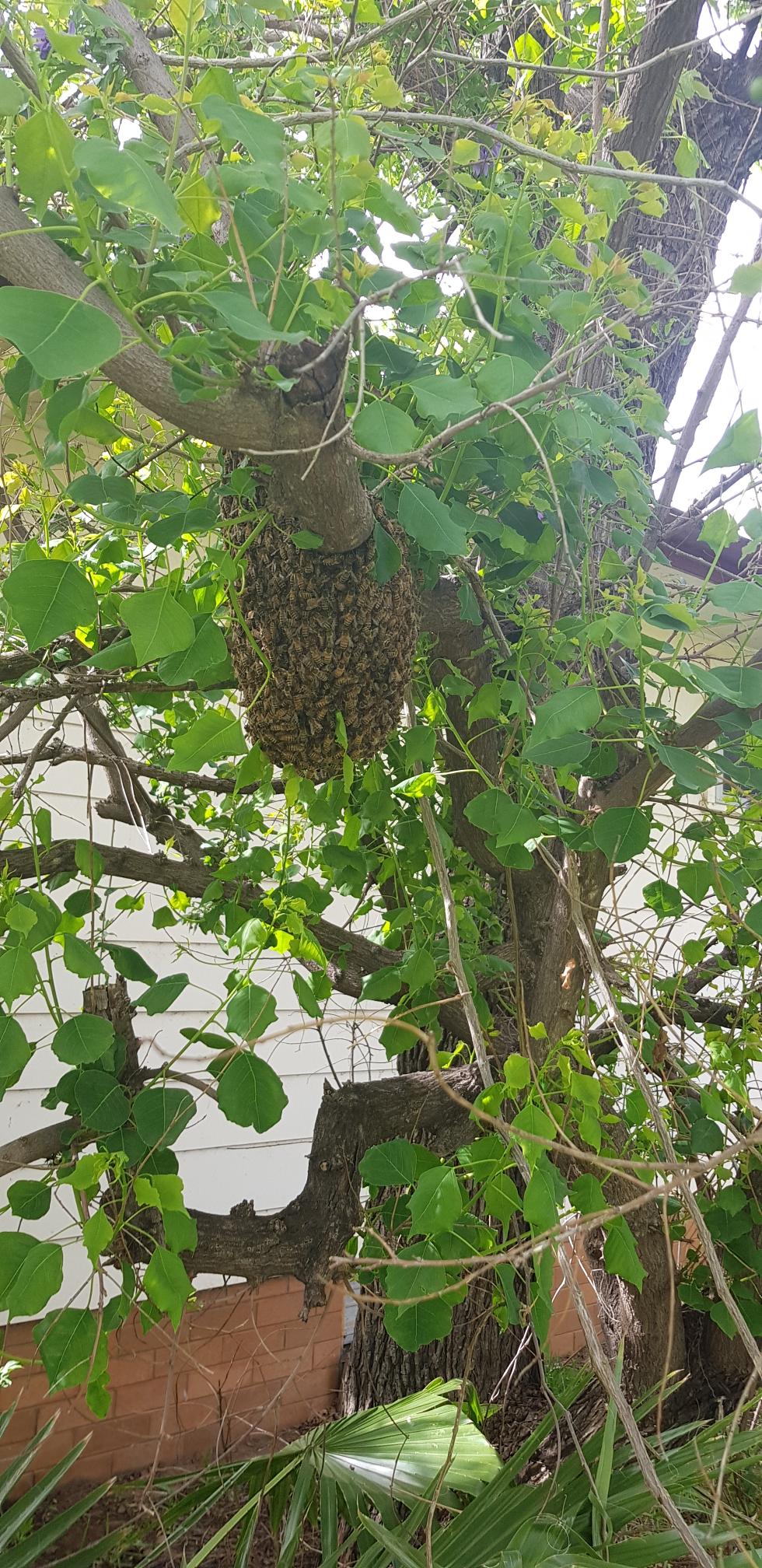 The swarm resting in a tree in Margot Curtis’s backyard.