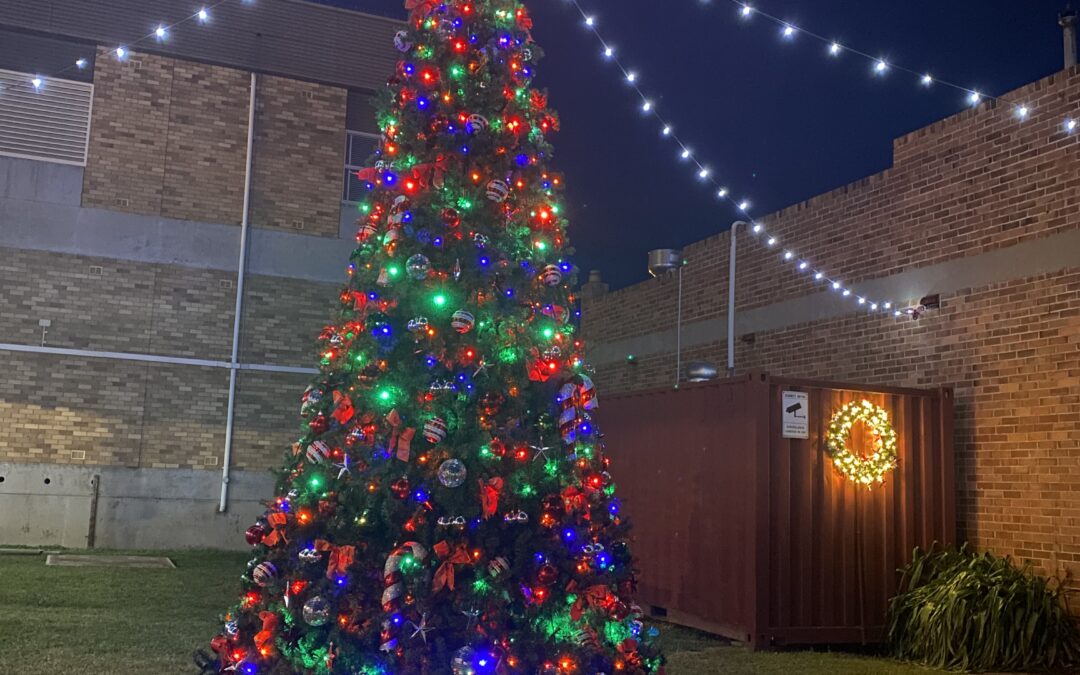 Christmas tree sparkles with new decorations | PHOTOS